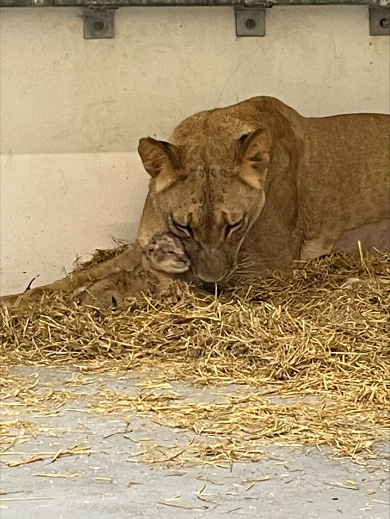 Minot Parks and Recreation | Lion Cub Thriving with Supplemental Feeding