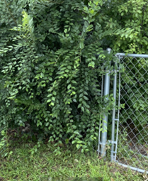 Fence line intertwined with Siberian elm