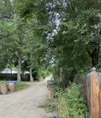 Siberian elm blocking alley in Minot