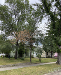 Siberian elm with DED flagging branch