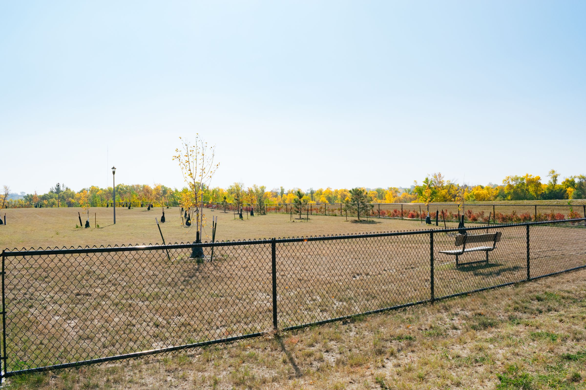 Fenced dog park with newly-planted trees and benches.