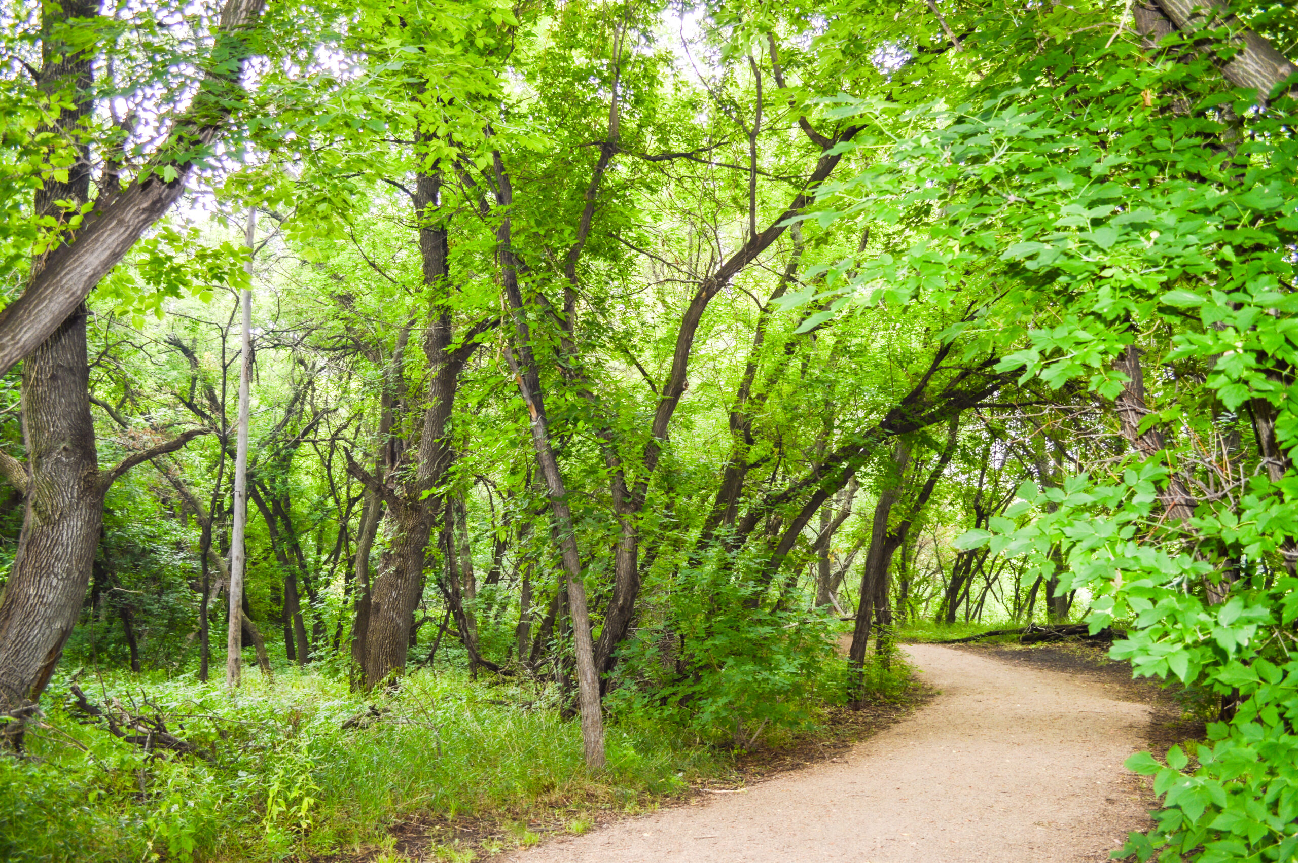 Woodland Trail