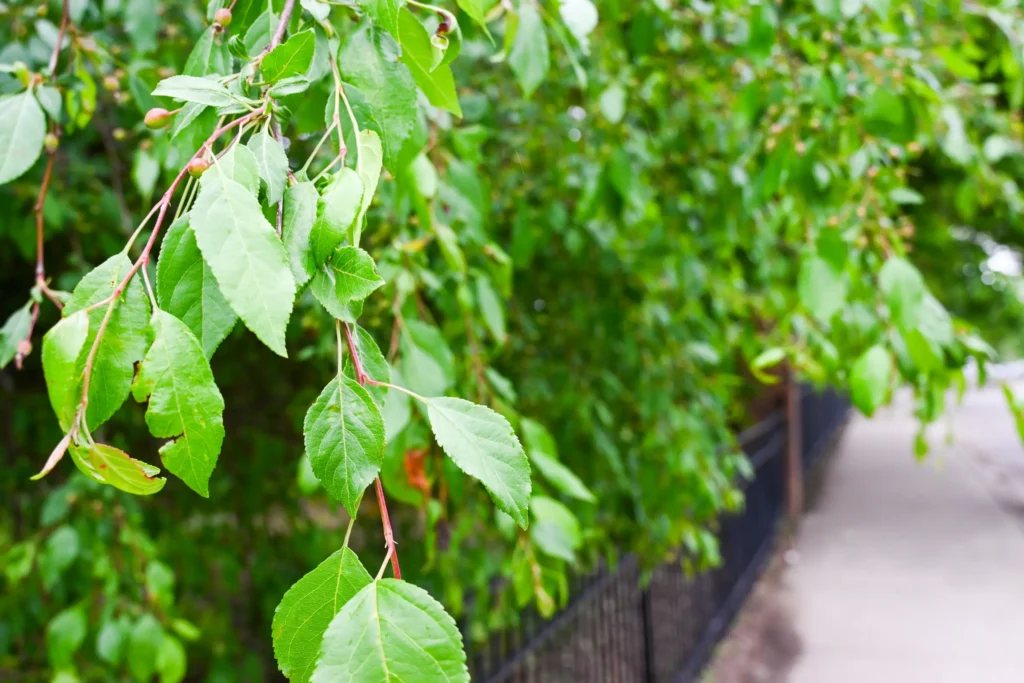 Lush green leaves on a tree branch hanging over a sidewalk and black metal fence.