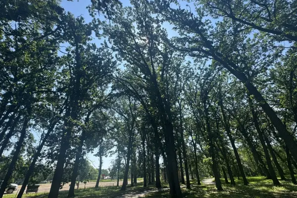 Lush oak trees forming a canopy over a park path with sunlight filtering through the leaves.
