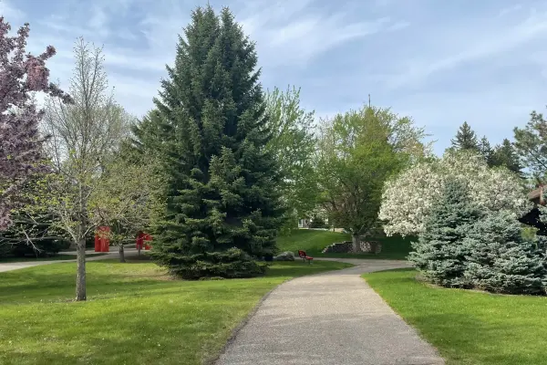 Paved pathway winding through a lush green park with tall evergreen trees and blooming spring flowers.