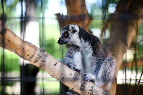 Ring-tailed lemur at Roosevelt Park Zoo, perched on a tree branch. See these animals up close at the zoo.