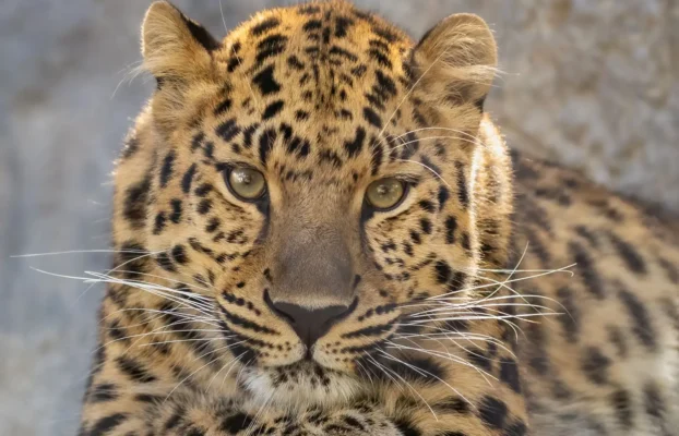 Roosevelt Park Zoo Welcomes New Amur Leopard as Part of Global Conservation Effort