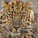 Closeup photo of an Amur Leopard with gold and black coloring