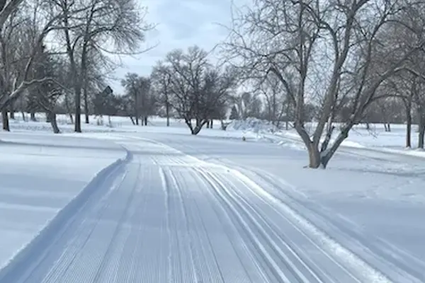 Cross-country ski tracks lead through a snow-covered landscape with sunlit trees on an overcast day.