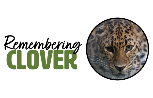 Animal Care Staff Will Remember 16-Year-Old Amur Leopard’s “One-of-a-Kind” Spirit