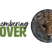 Remembering CLOVER text beside a circular portrait of an Amur leopard showcasing distinct multi-colored eyes.
