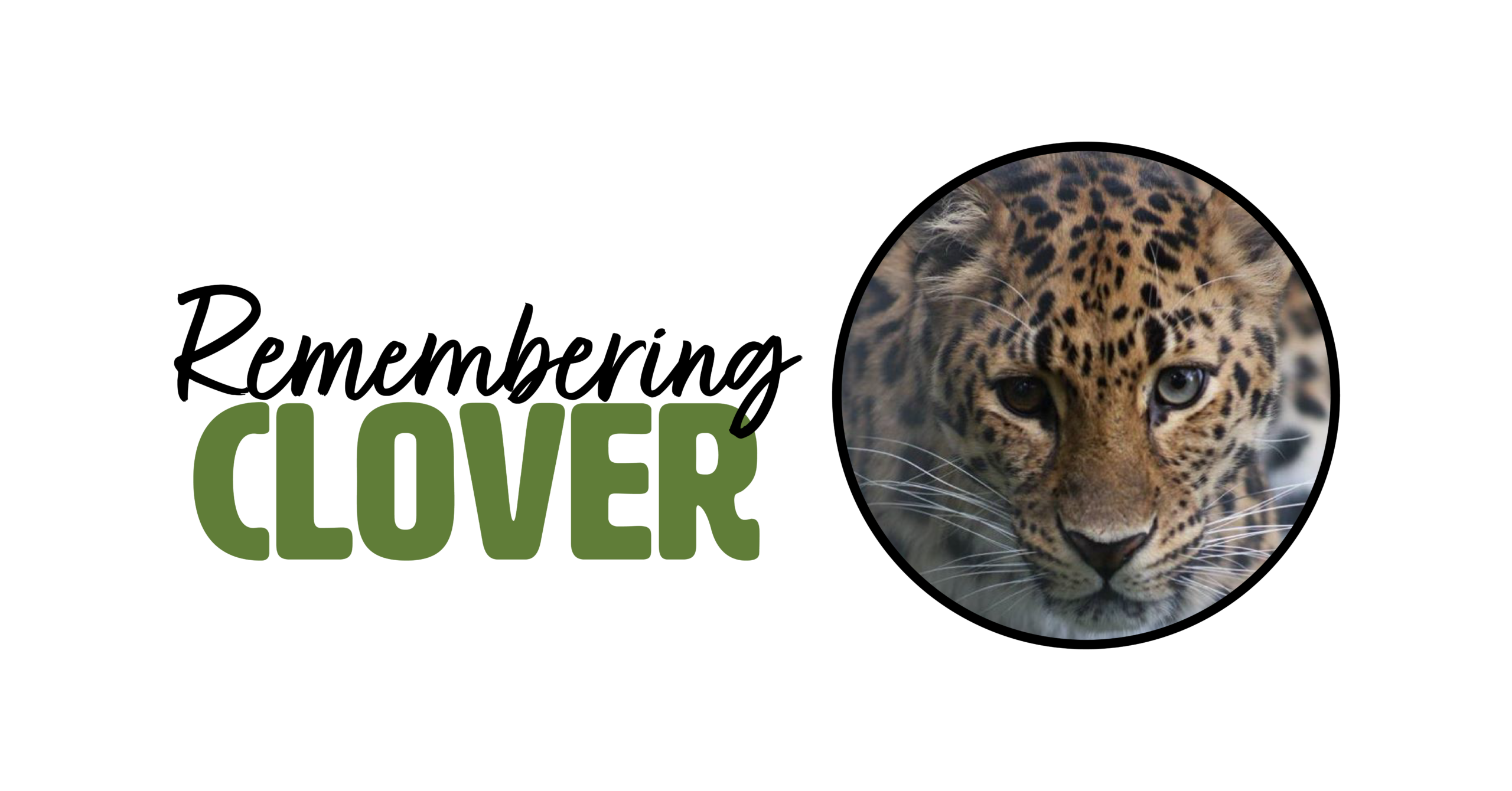 Animal Care Staff Will Remember 16-Year-Old Amur Leopard’s “One-of-a-Kind” Spirit