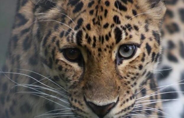 Animal Care Staff Will Remember 16-Year-Old Amur Leopard’s “One-of-a-Kind” Spirit