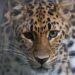 Close-up portrait of an Amur leopard with striking heterochromia displaying one brown and one pale blue eye.
