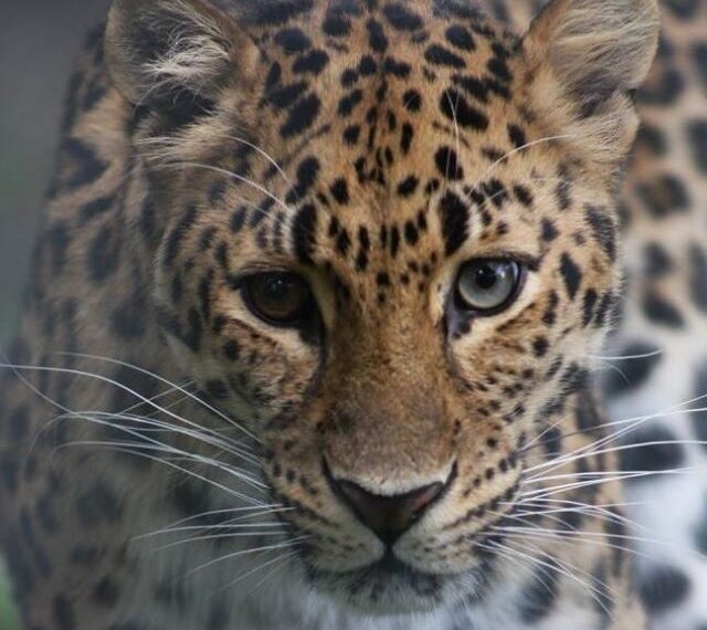 Animal Care Staff Will Remember 16-Year-Old Amur Leopard’s “One-of-a-Kind” Spirit