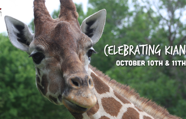 Roosevelt Park Zoo Invites Community to Celebrate Kianga’s Extraordinary Life and Legacy