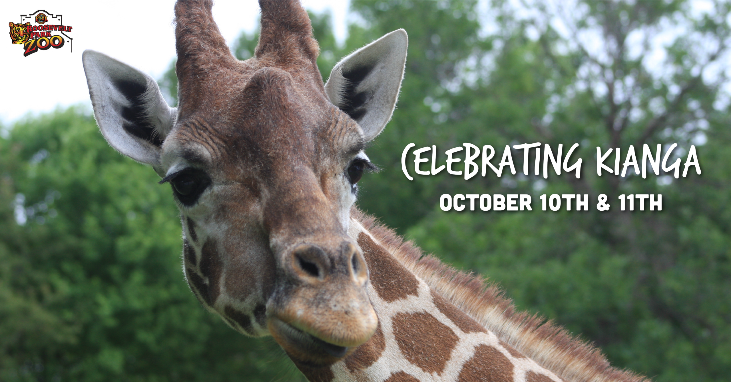 Roosevelt Park Zoo Invites Community to Celebrate Kianga’s Extraordinary Life and Legacy