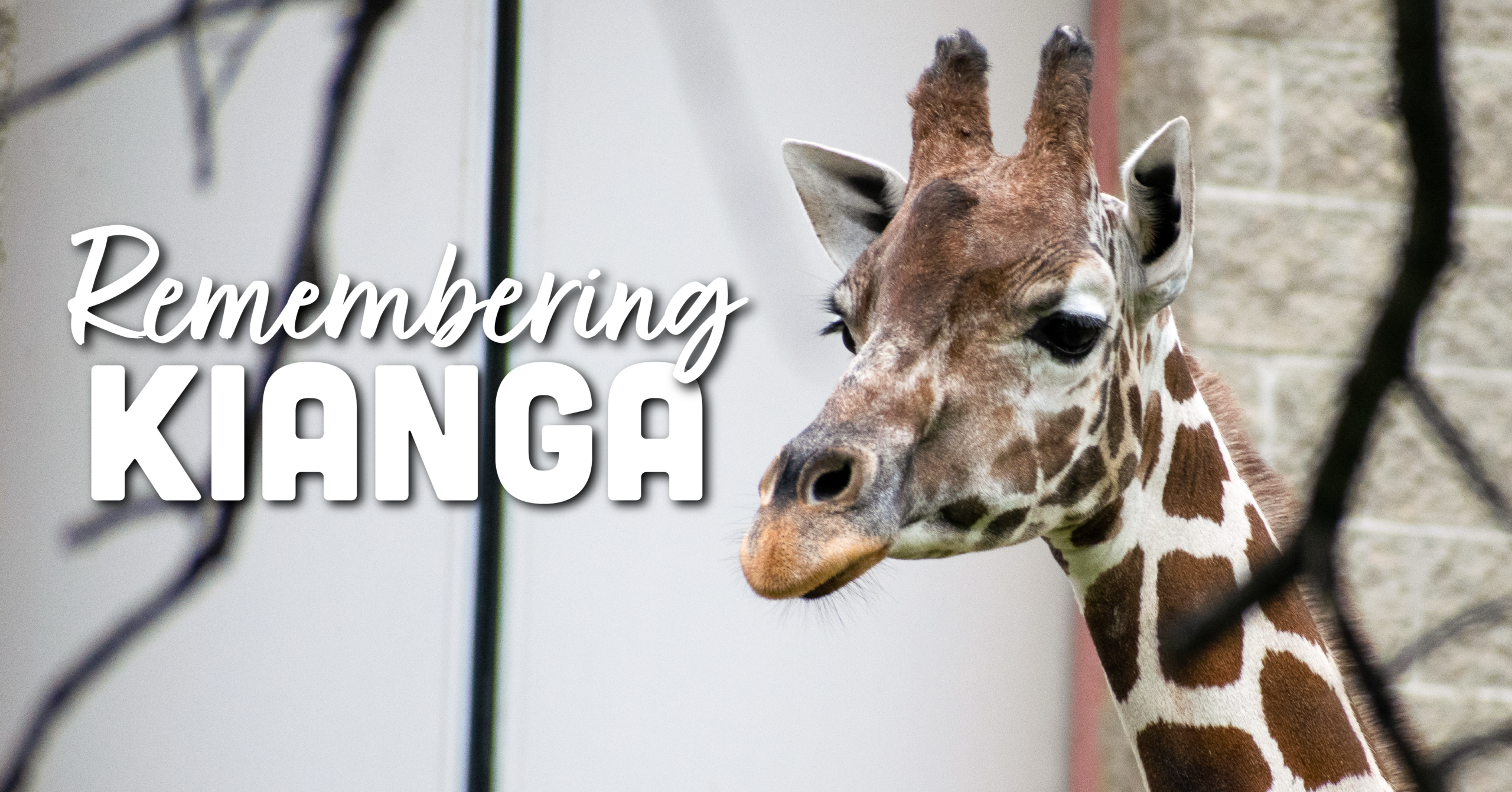 Roosevelt Park Zoo Shares a Heartfelt Goodbye to Kianga, the Beloved Giraffe Matriarch